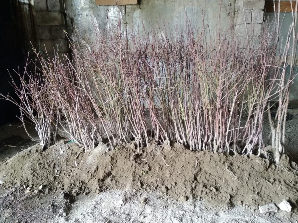 Bağ salmaq üçün institutun tinglərini oğurladı - Qubada (FOTO)